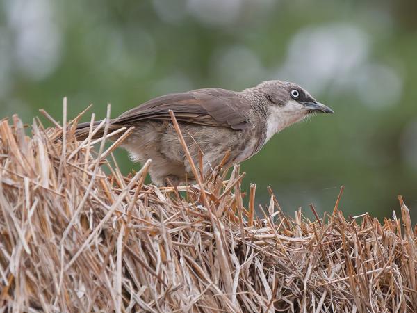 <h3><a href="/trips/tanzania/biota/animalia/chordata/aves/040 passeriformes/091 leiothrichidae/turdoides hypoleuca/turdoides hypoleuca-nl.html">Turdoides&nbsp;hypoleuca</a> / Northern&nbsp;pied&nbsp;babbler / Bonte&nbsp;babbelaar</h3>OM-1 Mark II met OLYMPUS M.150-400mm F4.5, 1/1250 sec  bij F4.5, ISO 10000, afstand 10.7&nbsp;m